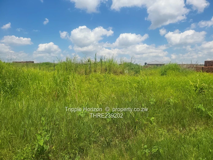 Glaudina stand for sale