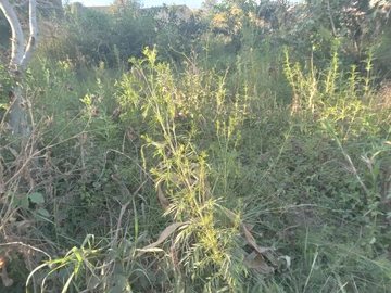 Industrial land for sale in masasa along citroen road