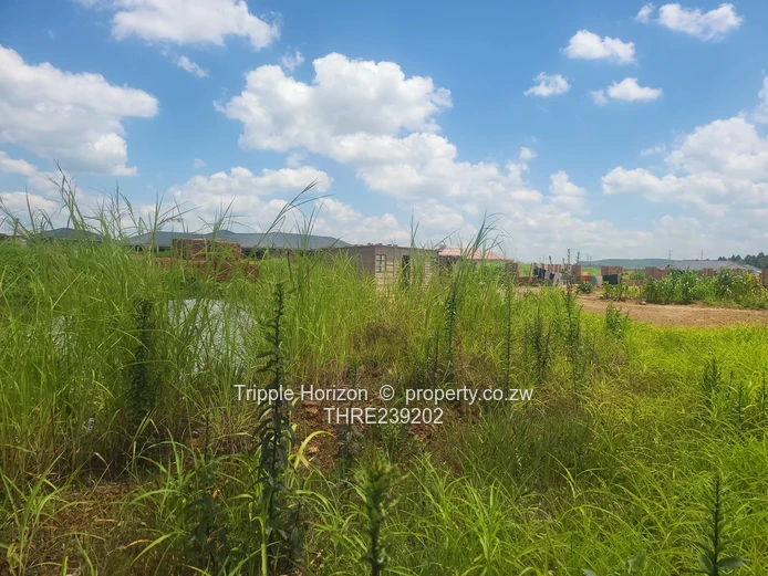 Glaudina stand for sale