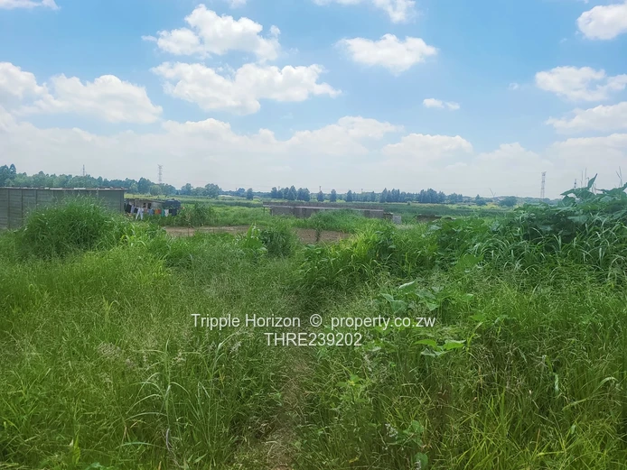 Glaudina stand for sale