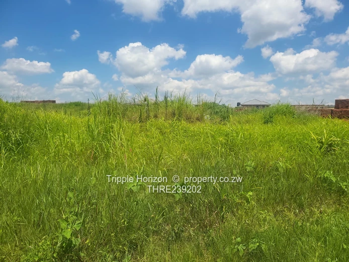 Glaudina stand for sale