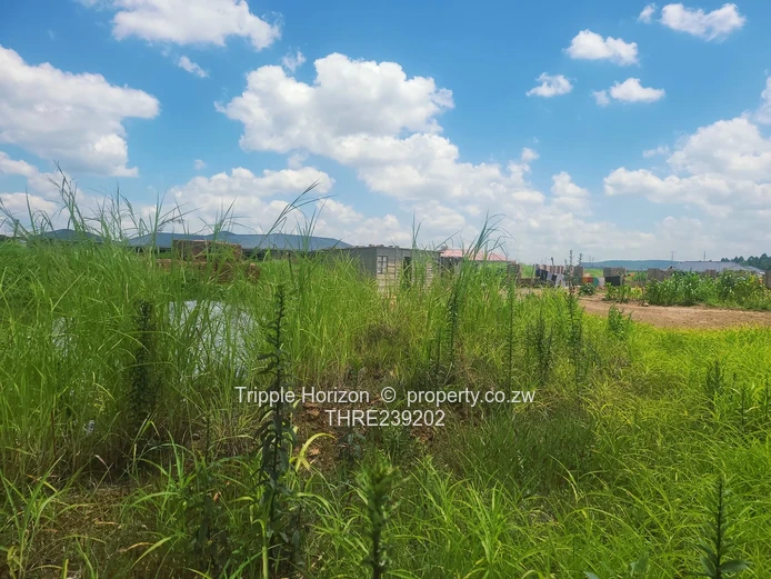 Glaudina stand for sale