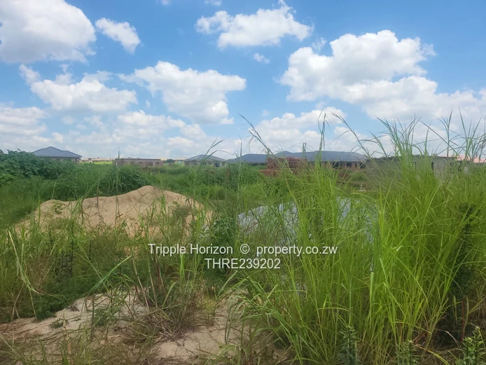 Glaudina stand for sale