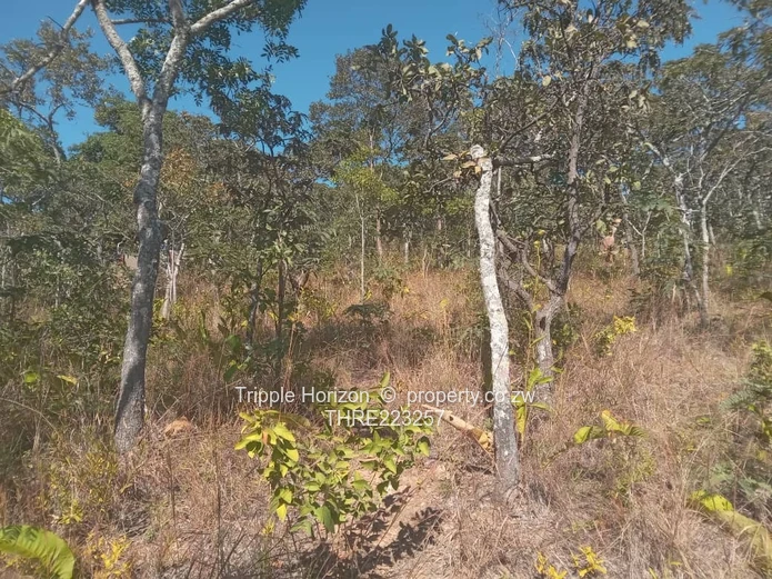 7,000 m² Treed Stand in Umwinsidale – Tarred Road in a built up secure area