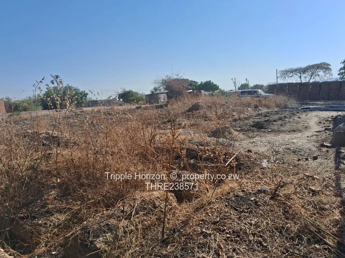 Glaudina Stand For Sale