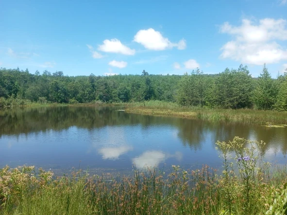 Farm & Agricultural Land