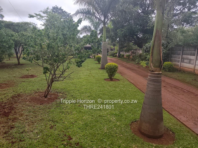 Borrowdale- Sam Levy (Sole Mandate)