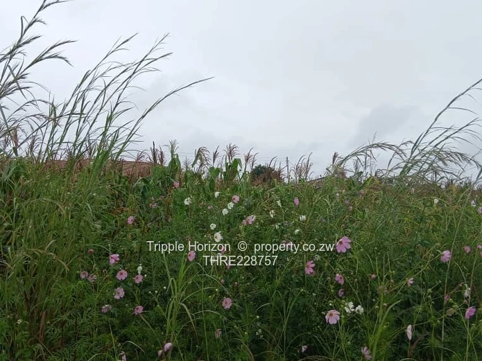 Investment opportunity 