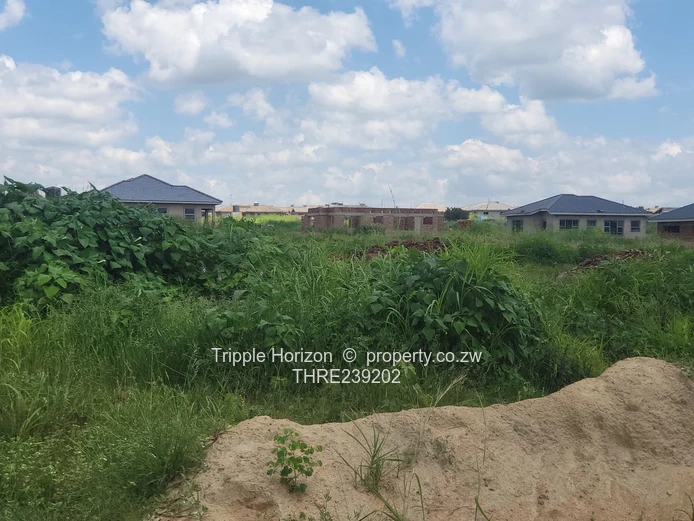 Glaudina stand for sale