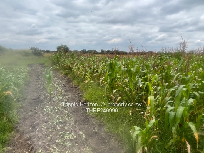 18,000m² Norton Farm — Orchard, Grazing & Main Access